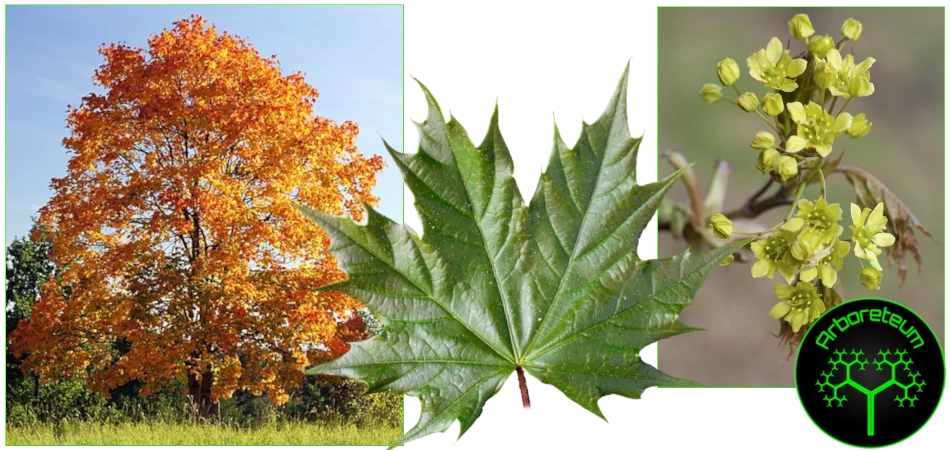 Acer Platanoides