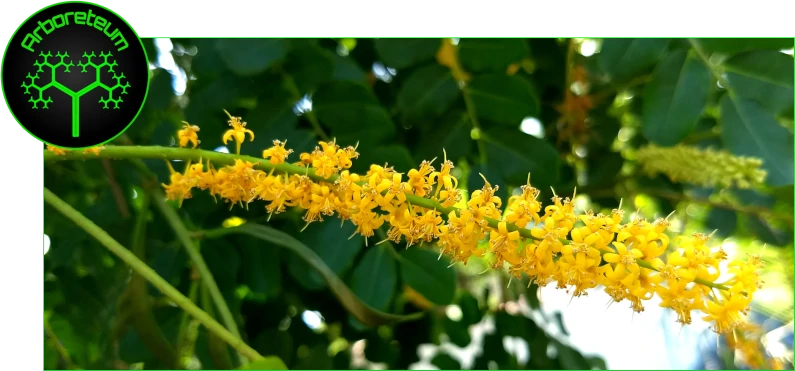 Adenanthera