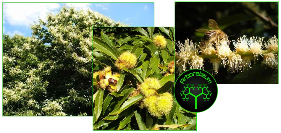 Castanea sativa