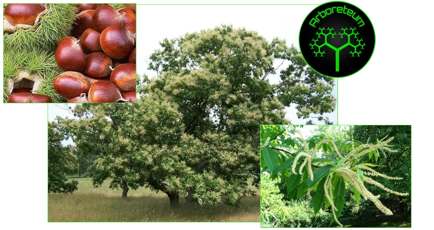 Castanea dentata