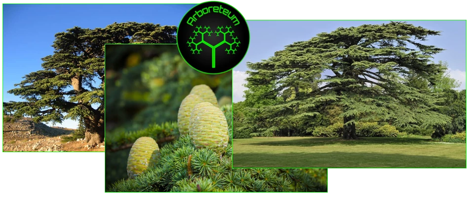 Cedrus libani