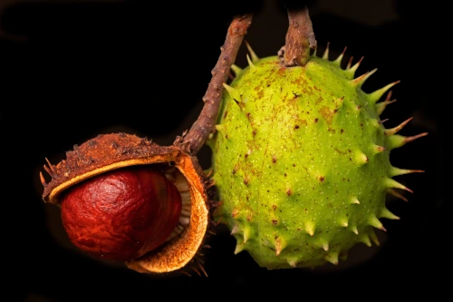 Chestnut
