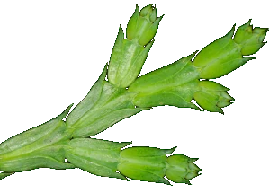 Chinese Incense Cedar