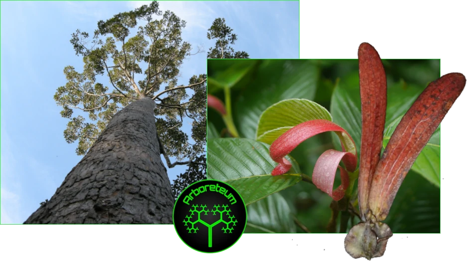 Dipterocarps