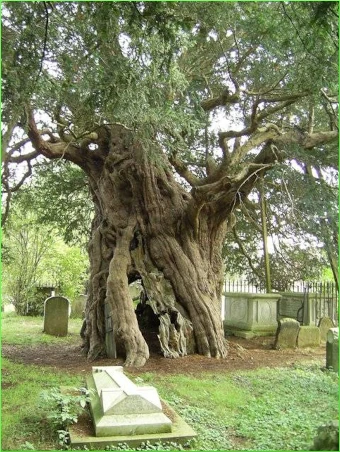 European Yew