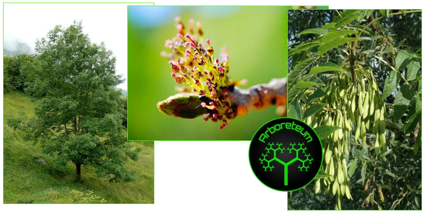 Fraxinus Excelsior