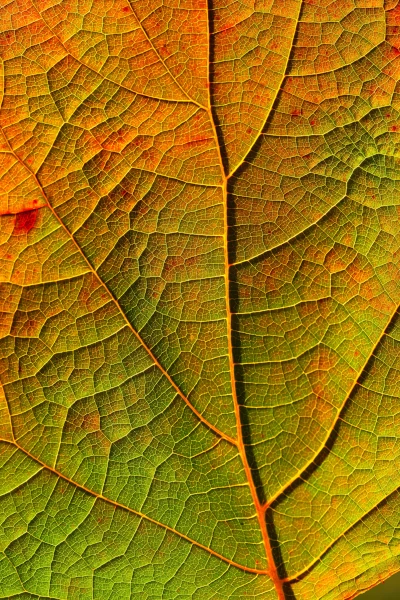 Leaf