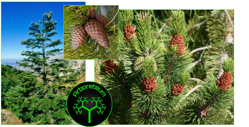 PinusContorta