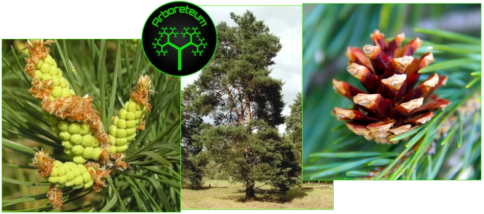 PinusSylvestris