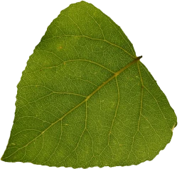 PopulusNigra
