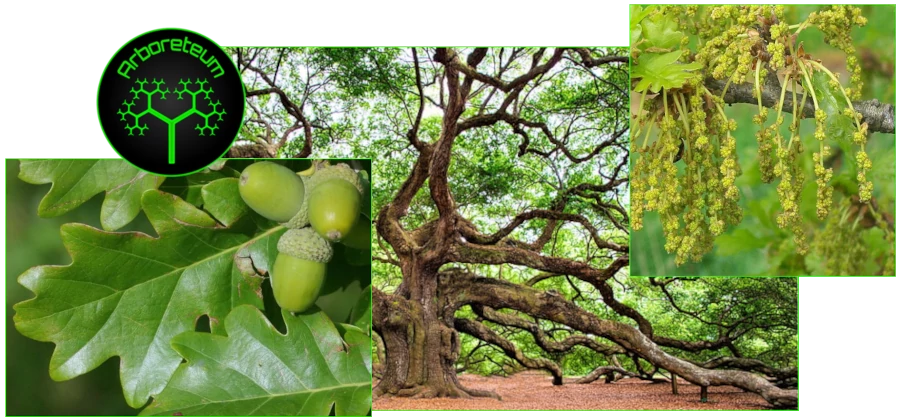 Quercus