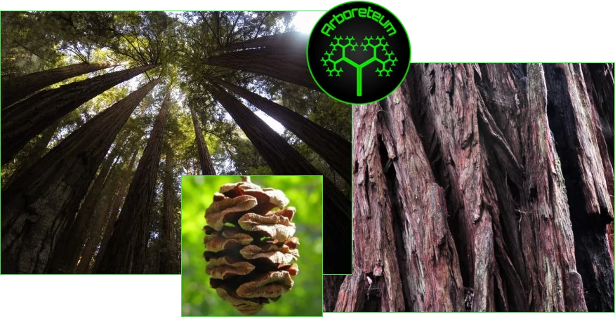 Redwood