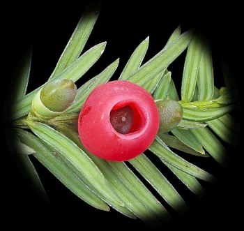 Taxus Baccata