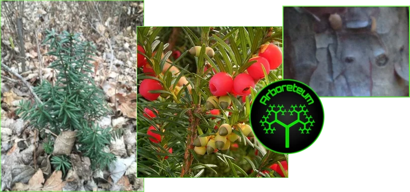 Taxus brevifolia