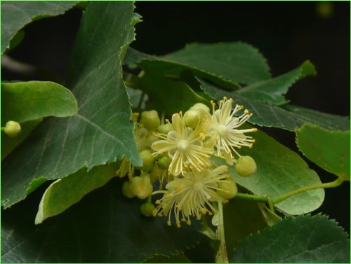Tilia