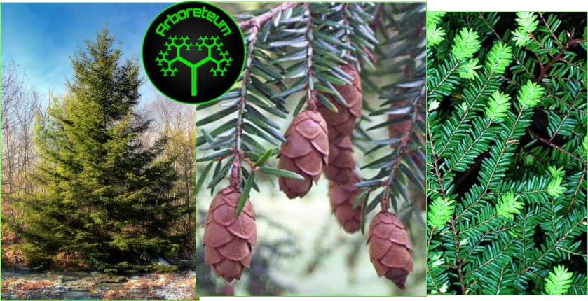 Tsuga canadensis