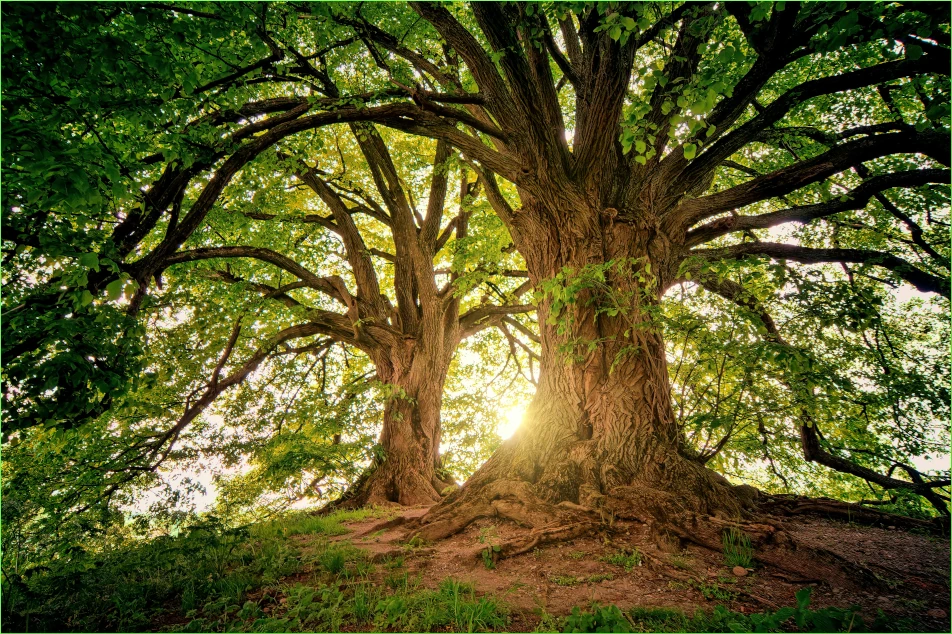 arbor