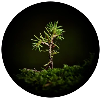 pine sapling